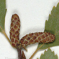 7177 - <i>Betula × winteri</i> Dugle