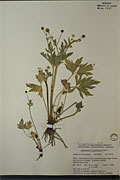 23067 - <i>Ranunculus macounii</i> Britton