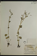 105362 - <i>Ranunculus macounii</i> Britton