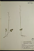 9160 - <i>Ranunculus sceleratus</i> L. ssp. <i>multifidus</i> (Nutt. ex Torr. & A. Gray) Hultén