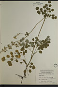 9171 - <i>Thalictrum alpinum</i> L. var. <i>alpinum</i>