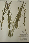 9424 - <i>Arabis hirsuta</i> (L.) Scop. var. <i>pycnocarpa</i> (M. Hopkins) Rollins