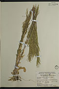 23057 - <i>Arabis hirsuta</i> (L.) Scop. var. <i>pycnocarpa</i> (M. Hopkins) Rollins