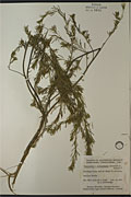 23064 - <i>Capsella bursa-pastoris</i> (L.) Medik.