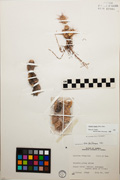 12867 - <i>Opuntia fragilis</i> (Nutt.) Haw.