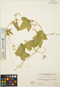 105712 - <i>Echinocystis lobata</i> (Michx.) Torr. & A. Gray