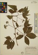 86273 - <i>Parthenocissus vitacea</i> (Knerr) Hitchc.