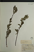 22194 - <i>Salix glauca</i> L.