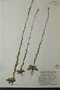 23059 - <i>Arabis divaricarpa</i> A. Nels.