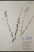 9514 - <i>Braya humilis</i> (C. A. Mey.) B. L. Rob. var. <i>humilis</i>