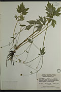 9090 - <i>Coptidium lapponicum</i> (Linnaeus) Gandoger ex Rydberg