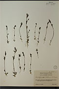 29969 - <i>Lomatogonium rotatum</i> (L.) Fr. ex Nyman