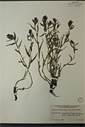 105599 - <i>Castilleja raupii</i> Pennell ssp. <i>ursina</i> Pennell