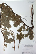 520 - <i>Juniperus horizontalis</i> Moench