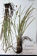 2893 - <i>Carex foenea</i> Willd.