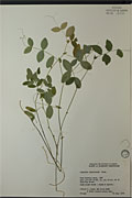 82994 - <i>Lathyrus ochroleucus</i> Hook.