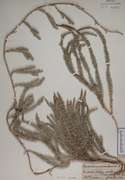 76201 - <i>Lycopodium annotinum</i> L.