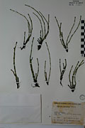 318 - <i>Equisetum variegatum</i> Schleich.