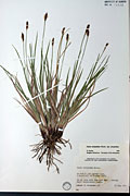 78391 - <i>Carex scirpoidea</i> Michx. ssp. <i>scirpoidea</i>