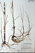 25038 - <i>Carex rotundata</i> Wahlenb.