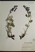 29996 - <i>Lupinus arcticus</i> S. Wats.