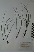 37546 - <i>Equisetum variegatum</i> Schleich.