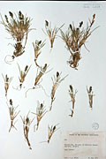 112391 - <i>Poa</i> L.