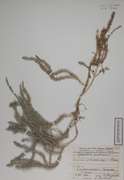 82591 - <i>Lycopodium annotinum</i> L.
