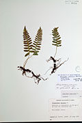 30988 - <i>Polypodium sibiricum</i> Sipliv.