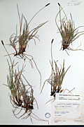 49318 - <i>Carex scirpoidea</i> Michx. ssp. <i>scirpoidea</i>
