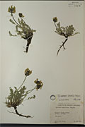 57251 - <i>Oxytropis varians</i> (Rydb.) K. Schum.