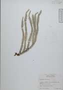 55469 - Lycopodium annotinum L.