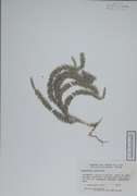 56554 - Lycopodium annotinum L.