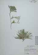 71447 - Diphasiastrum complanatum (L.) Holub
