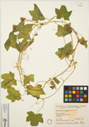 56570 - <i>Echinocystis lobata</i> (Michx.) Torr. & A. Gray