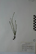 75541 - <i>Equisetum variegatum</i> Schleich.