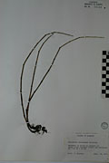 38180 - <i>Equisetum variegatum</i> Schleich.