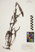90609 - <i>Pedicularis groenlandica</i> Retz.
