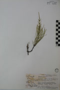 118962 - <i>Equisetum arvense</i> L.