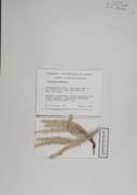 98181 - <i>Lycopodium annotinum</i> L.