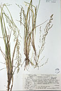 111653 - <i>Deschampsia cespitosa</i> (L.) P. Beauv. ssp. <i>cespitosa</i>