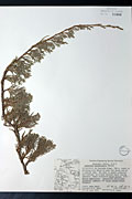 88562 - <i>Juniperus horizontalis</i> Moench