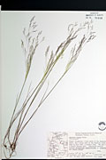 <i>Agrostis scabra</i> Willd.