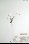 78402 - <i>Carex scirpoidea</i> Michx. ssp. <i>scirpoidea</i>