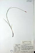 78395 - <i>Carex scirpoidea</i> Michx. ssp. <i>scirpoidea</i>