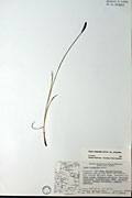 78396 - <i>Carex scirpoidea</i> Michx. ssp. <i>scirpoidea</i>