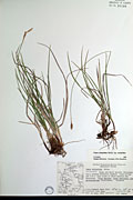 34700 - <i>Carex scirpoidea</i> Michx. ssp. <i>scirpoidea</i>