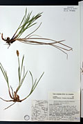 78381 - <i>Carex scirpoidea</i> Michx. ssp. <i>scirpoidea</i>