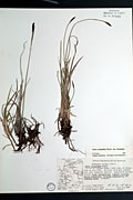 78401 - <i>Carex scirpoidea</i> Michx. ssp. <i>scirpoidea</i>