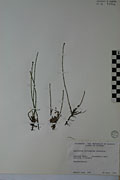 75043 - <i>Equisetum variegatum</i> Schleich.